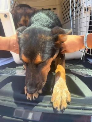 A378779, German Shepherd Dog / Australian Cattle Dog / Blue Heeler, puppy, available for adoption
