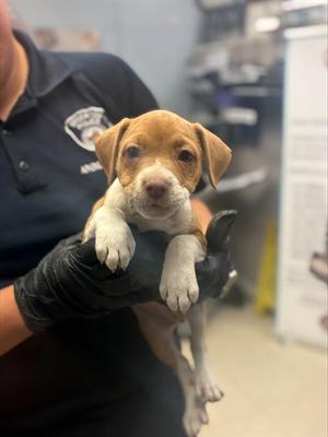 ELEANOR, Terrier, puppy, available for adoption