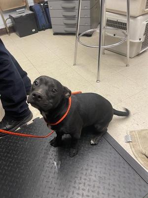 BODHI, Pit Bull Terrier, young, available for adoption