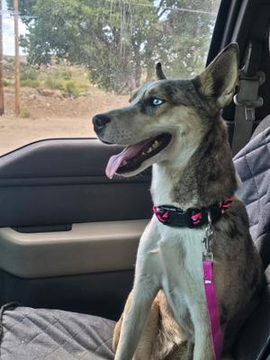 Bella, Husky / Australian Cattle Dog / Blue Heeler, young, available for adoption