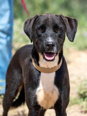shilo, Black Labrador Retriever, adult, available for adoption