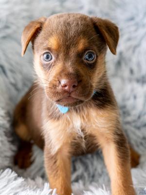 MILO, Rottweiler / Labrador Retriever, puppy, available for adoption