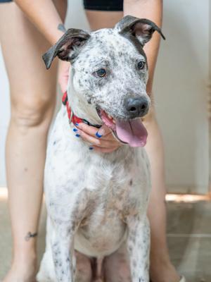 A white dog with black spots sitting on the floor, being petted by a person.