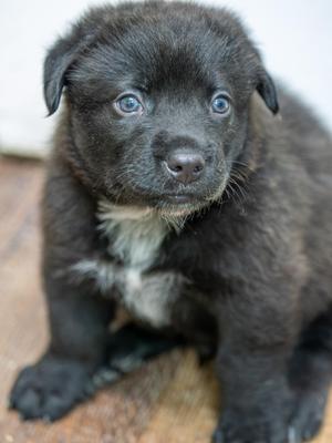 BANDIT, Labrador Retriever / Rottweiler, puppy, available for adoption