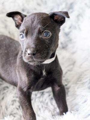 TUCKER, Labrador Retriever / Rottweiler, puppy, available for adoption