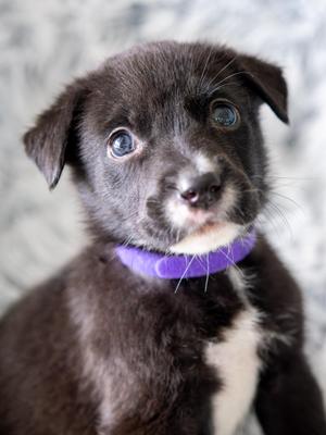SIMBA, Labrador Retriever / Rottweiler, puppy, available for adoption