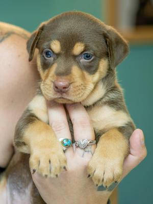 A close-up of a brown and tan puppy with blue eyes being held in someone's hands. The person is wearing a ring with a blue stone and a heart-shaped ring on their fingers.