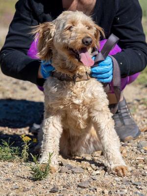 Summer, Labradoodle, adult, available for adoption