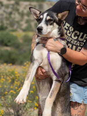 Thane, Husky, young, available for adoption