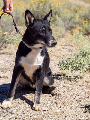 Koda, Husky, young, available for adoption