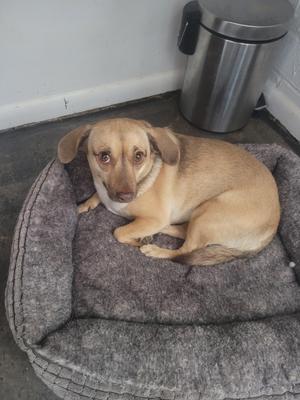 A small dog with light brown fur and floppy ears is lying on a gray dog bed. The dog is looking directly at the camera with a calm expression. In the background, there is a metal trash can and a white wall.