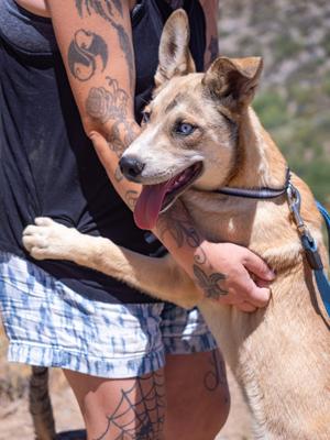 Scooby, Siberian Husky / German Shepherd Dog, young, available for adoption
