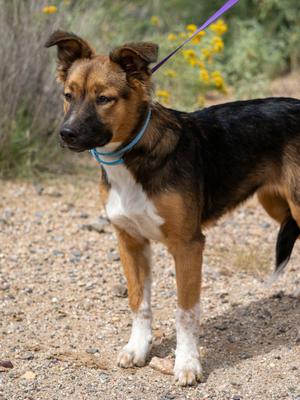 Nyla, Australian Shepherd, young, available for adoption