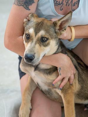 Thor, Siberian Husky / German Shepherd Dog, young, available for adoption
