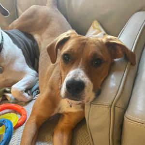 Sadie, Boxer, young, available for adoption