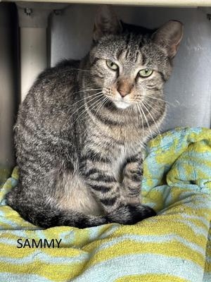 Sammy, young, available for adoption