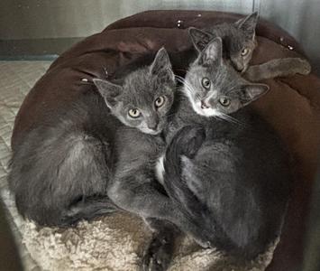 Three gray kittens curled up together in a cozy brown pet bed.