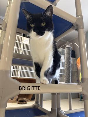 Brigitte, adult, available for adoption