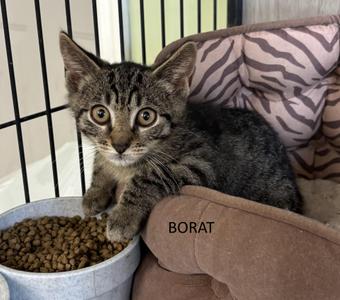 Borat, kitten, available for adoption