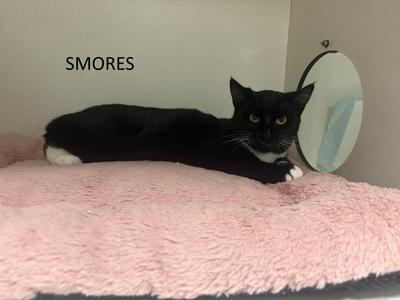 Smores, young, available for adoption