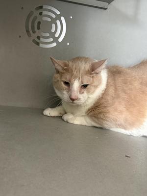 A tan and white cat resting on a grey surface in what appears to be a shelter or veterinary enclosure with a vent in the corner.