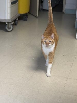 A ginger and white cat walking towards the camera on a tiled floor.