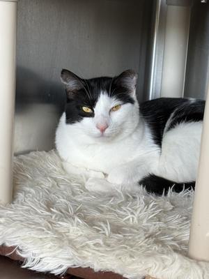 Finnegan, young, available for adoption