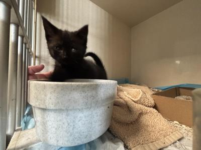 Obsidian, kitten, available for adoption