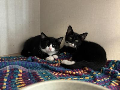 Ronaldo (m), Messi (m), Kane (f), Kylian (m), kitten, available for adoption