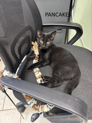 black cat sitting on a chair with a toy