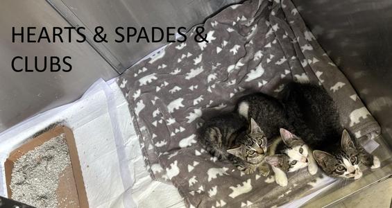 Spades (m), Clubs (m), Hearts (f), kitten, available for adoption