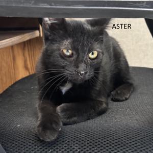 Aster, kitten, available for adoption