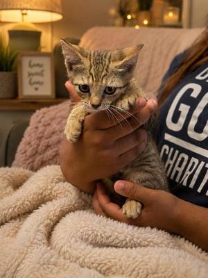 Bear, kitten, available for adoption