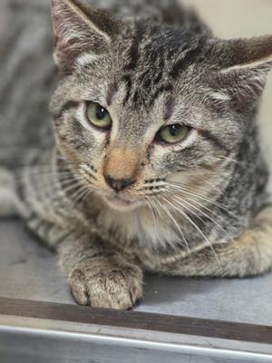 A tabby cat with green eyes and white whiskers lying on a metal surface.