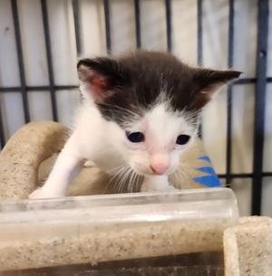 Leia, kitten, available for adoption