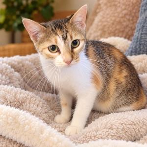 Dottie, adult, available for adoption