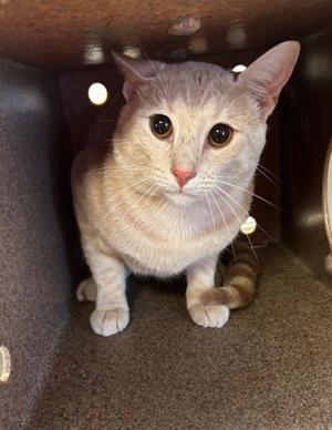 Cheddar, adult, available for adoption