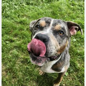 Mush, American Bully, adult, available for adoption