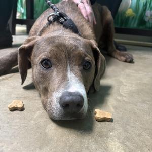 Helix, Pit Bull Terrier, young, available for adoption