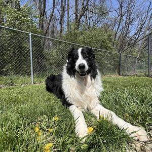 Cowboy, Australian Shepherd, adult, available for adoption