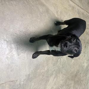 black dog lying on concrete floor