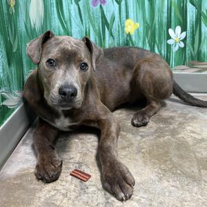 Gator, Pit Bull Terrier, young, available for adoption