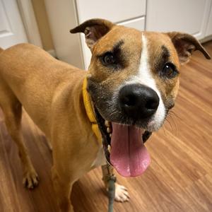 Duke, Black Mouth Cur, adult, available for adoption