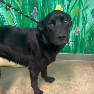 Maria, Black Labrador Retriever, adult, available for adoption