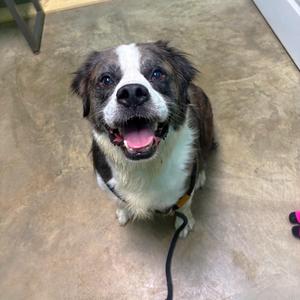 A happy dog with a black and white face, sitting on a concrete floor, looking up with its mouth open and tongue out.