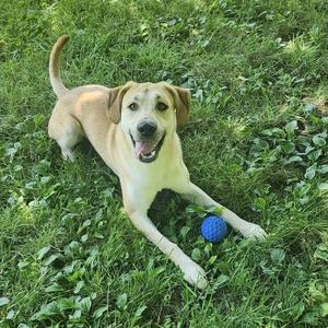 A light-colored dog lying on grass with a blue ball.