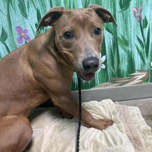 Bea, Pit Bull Terrier, young, available for adoption