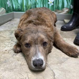 Bonjovi, Labrador Retriever, young, available for adoption