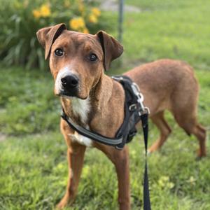 A brown dog with a white chest and a black harness standing on grass.