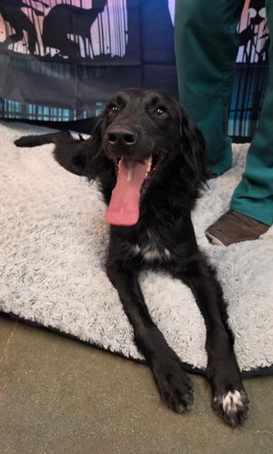 Mr. Darcy, Welsh Springer Spaniel Mix, adult, available for adoption